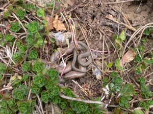 ein Schlingnatterpaar im Frhling 2007 am Btenhang bei Seeheim-Jugenheim