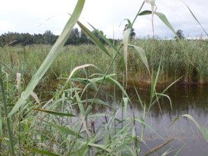 Moorrinnenaufweitung im August 2007